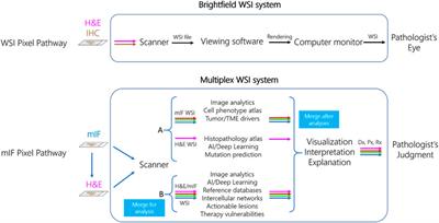 Tissue Multiplex Analyte Detection in Anatomic Pathology – Pathways to Clinical Implementation